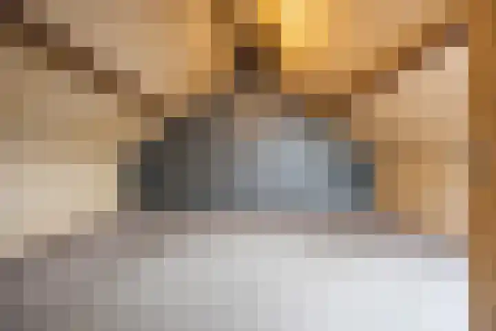 Robijn 7 's-Hertogenbosch thumbnail 21