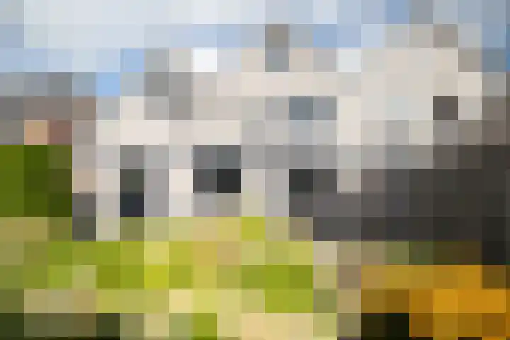 Roebol 13 Genemuiden thumbnail 42