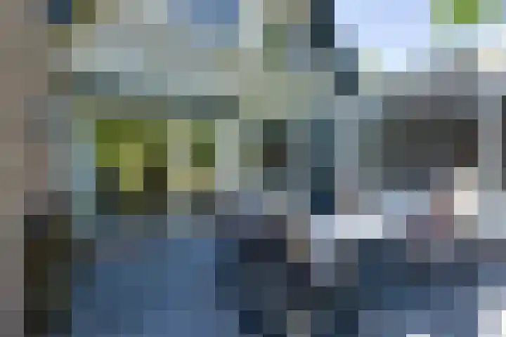 Roerdomp 10 Ilpendam thumbnail 30