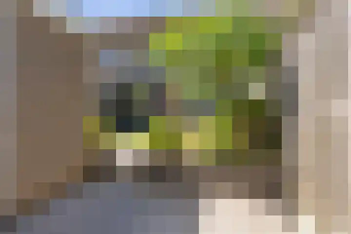 Roerdomp 19 Etten-Leur thumbnail 37
