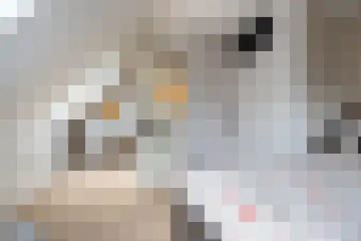 Roerdomp 24 Breda thumbnail 24