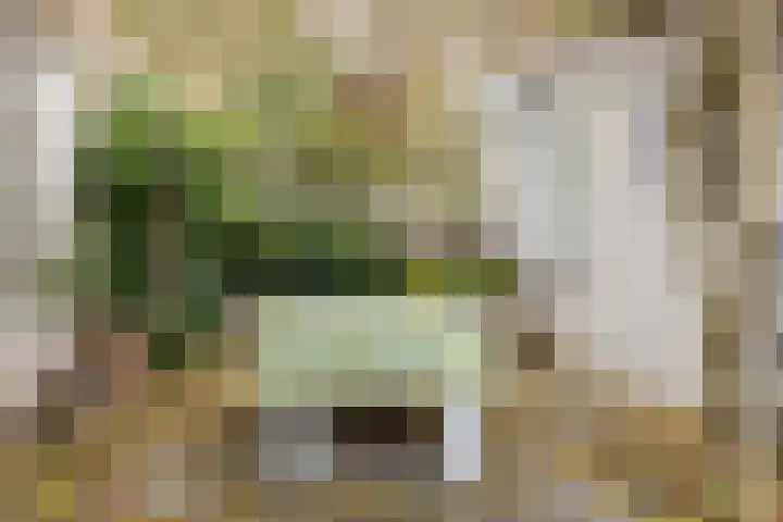 Roerdomp 24 Breda thumbnail 35