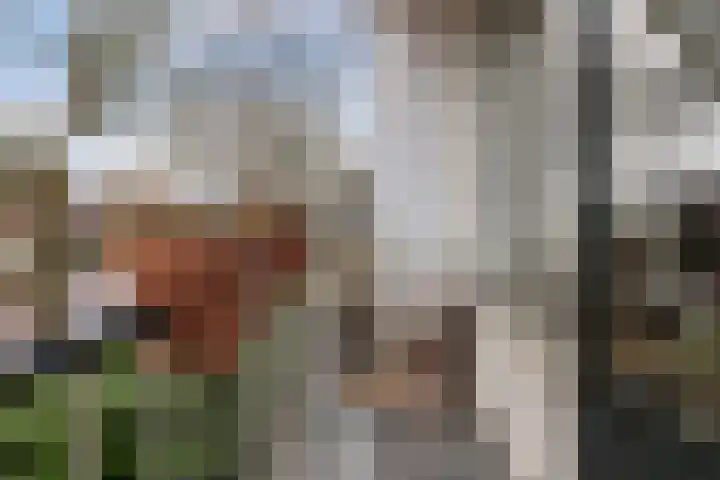 Roerdomp 37 's-Hertogenbosch thumbnail 29