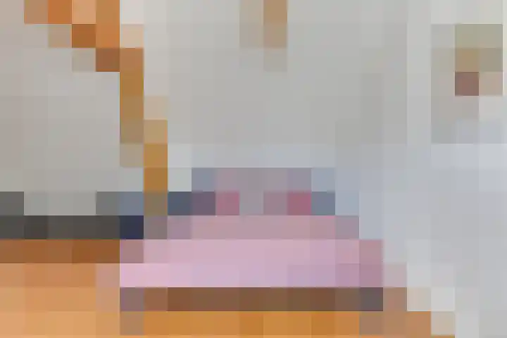 Roerdomp 37 's-Hertogenbosch thumbnail 4