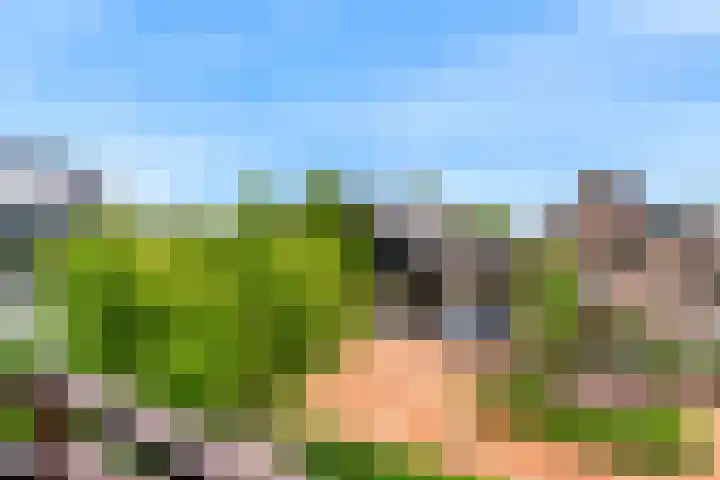 Roerdomp 57 Kockengen thumbnail 29
