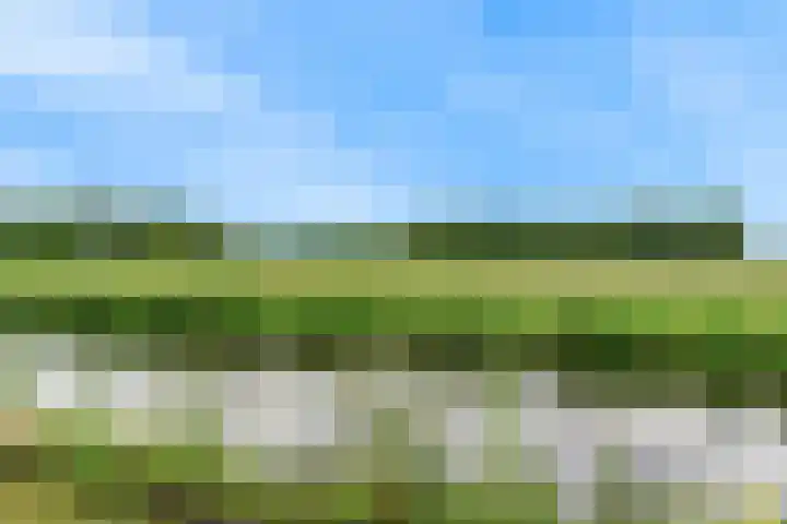 Roerdomp 57 Kockengen thumbnail 4
