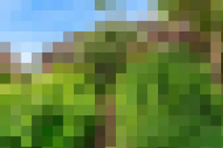 Roerdomp 57 Kockengen thumbnail 42
