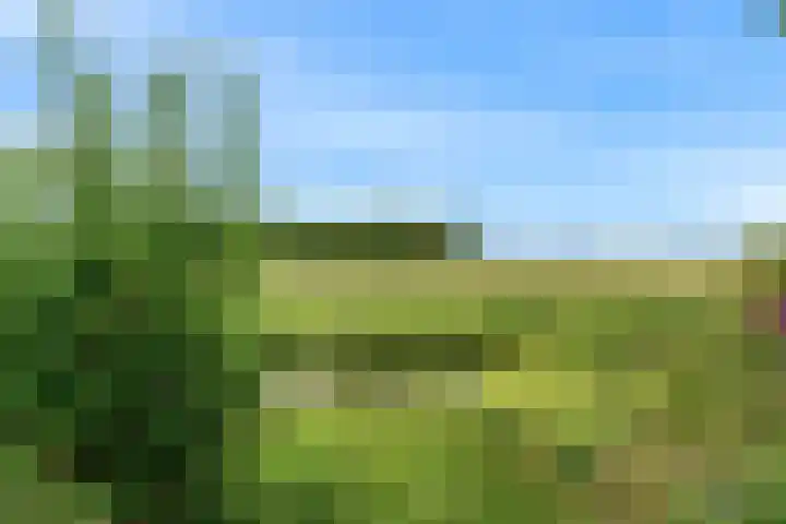 Roerdomp 57 Kockengen thumbnail 47