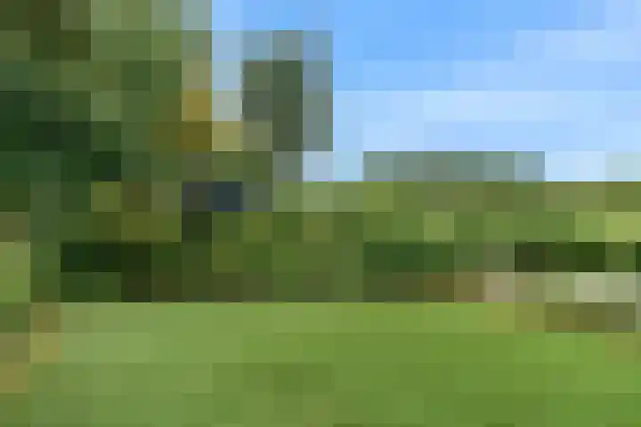 Roerdomp 57 Kockengen thumbnail 48