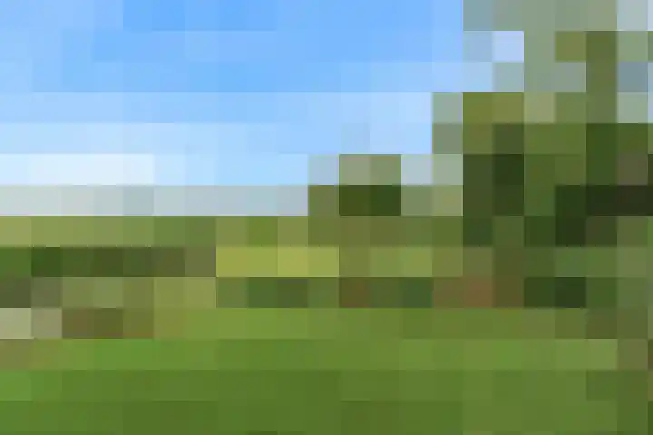 Roerdomp 57 Kockengen thumbnail 49