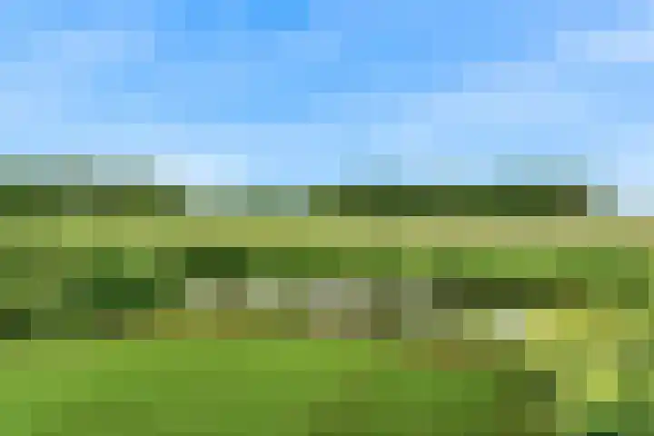 Roerdomp 57 Kockengen thumbnail 50