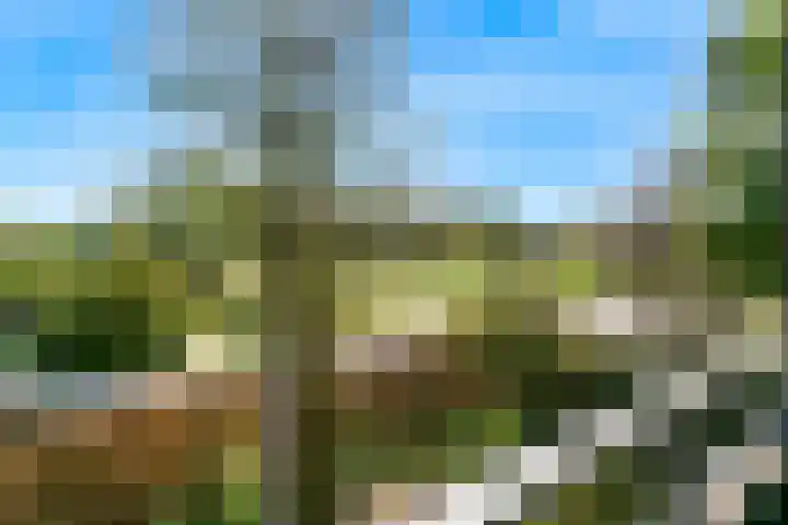 Roerdomp 61 Kockengen thumbnail 34