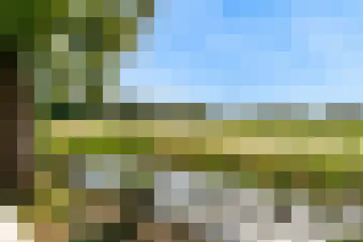 Roerdomp 61 Kockengen thumbnail 39