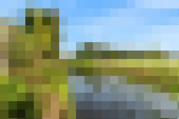 Roerdomp 61 Kockengen thumbnail 40