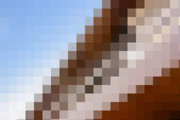 Roerdomp 8 Ridderkerk thumbnail 45