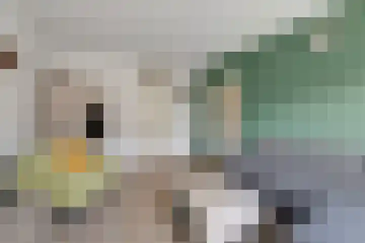 Roerdompstraat 8 Velp thumbnail 11