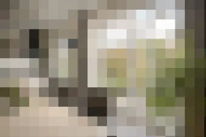 Roerkuip 27 Sint-Michielsgestel thumbnail 13