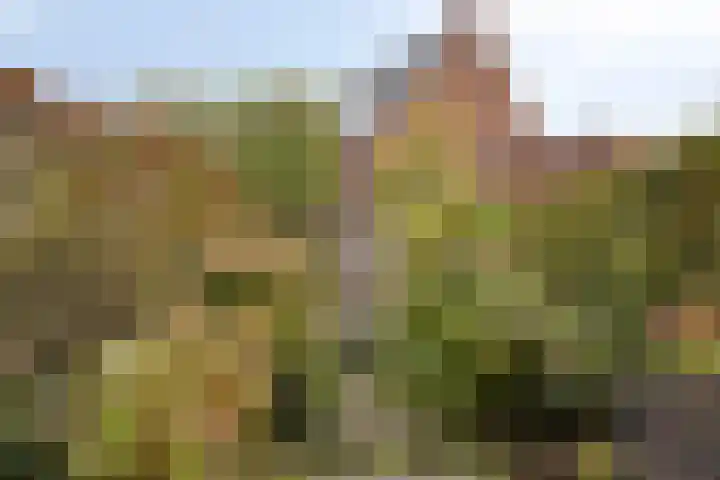 Roerkuip 27 Sint-Michielsgestel thumbnail 15