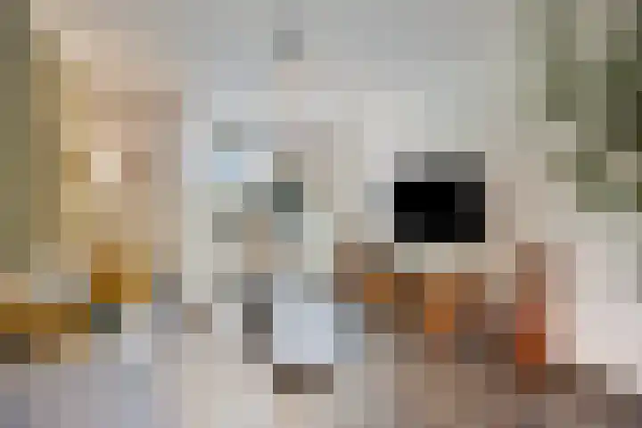 Roggestraat 2 Epe thumbnail 6