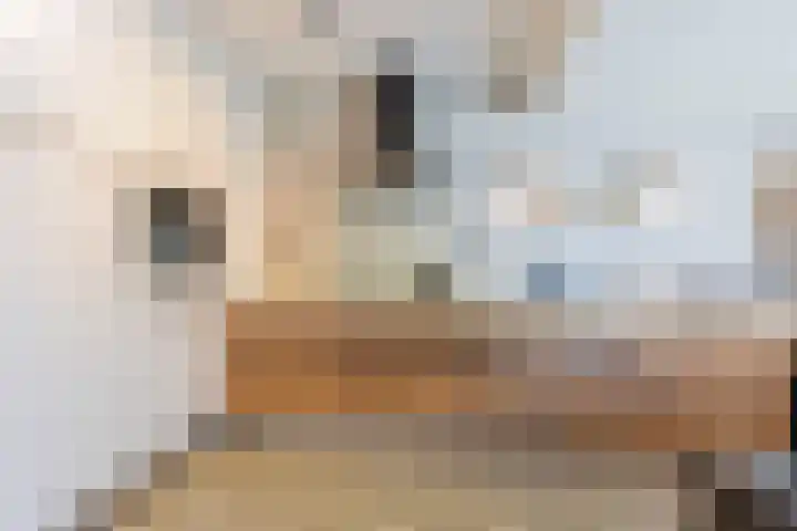 Rolandsweg 8 Sittard thumbnail 11