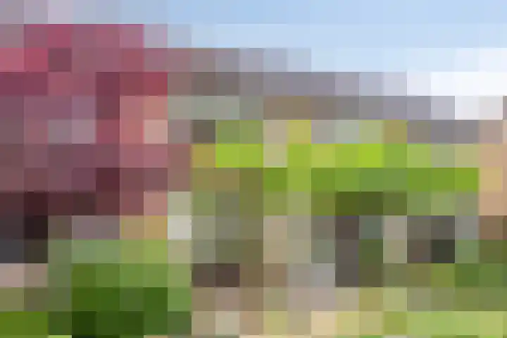 Rolklaver 6 Kampen thumbnail 6