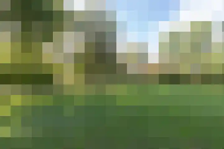 Rollestraat 39 Wapse thumbnail 5
