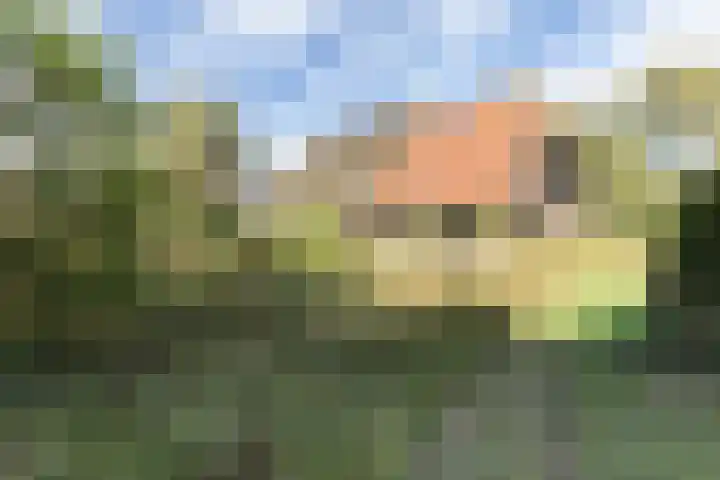 Rollestraat 39 Wapse thumbnail 89