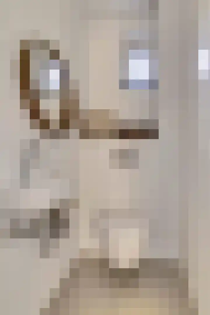 Romein 10 Elst thumbnail 18