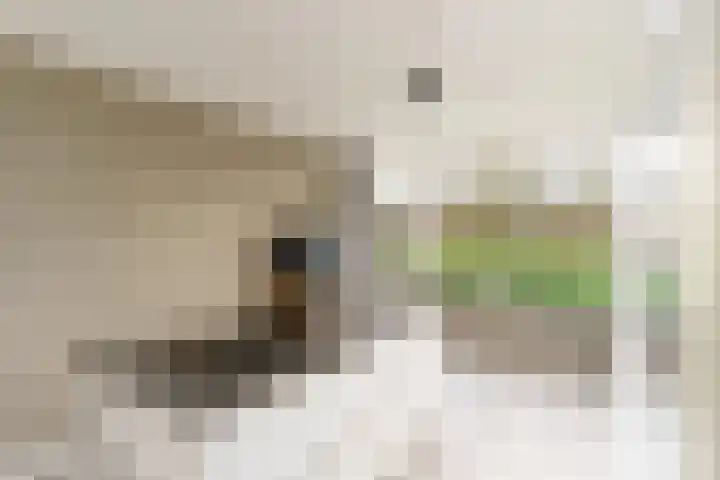 Rommesingel 26 Pijnacker thumbnail 5