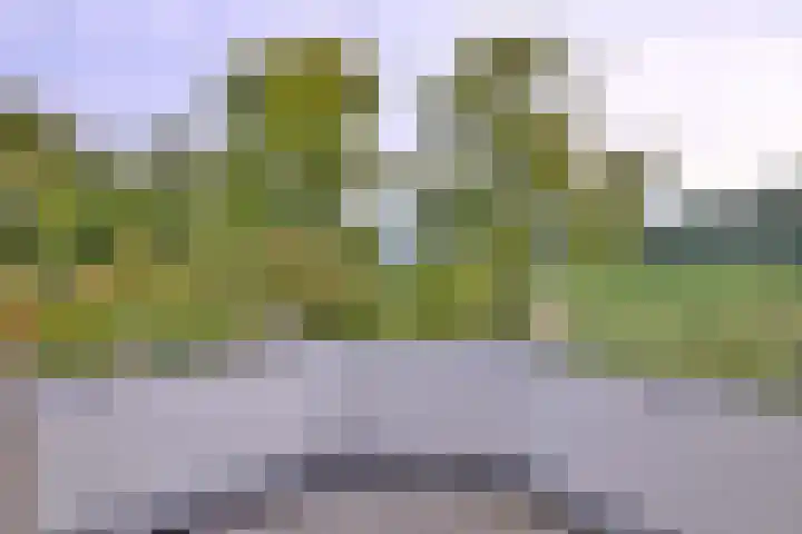 Roodborst 11 Deventer thumbnail 31