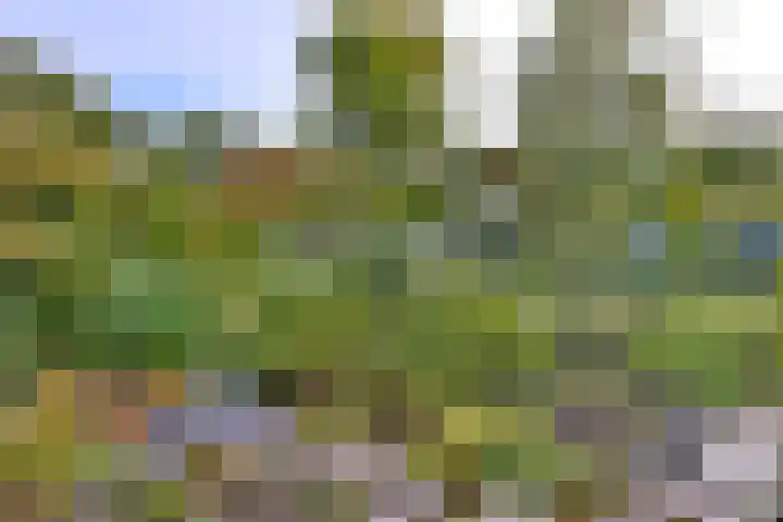 Roodborst 11 Deventer thumbnail 45