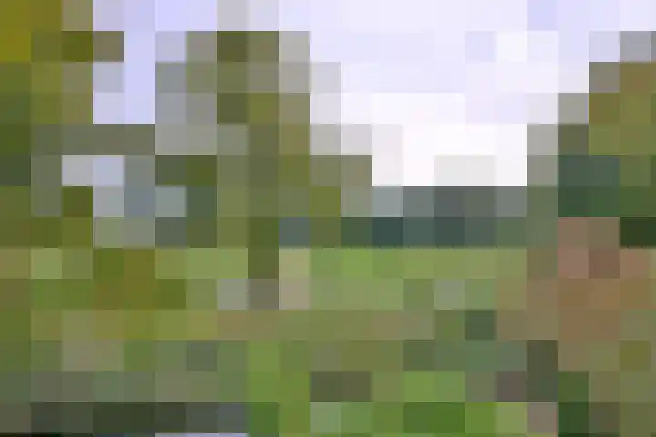 Roodborst 11 Deventer thumbnail 46