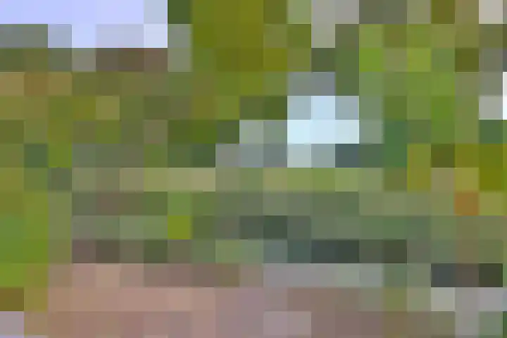 Roodborst 11 Deventer thumbnail 58