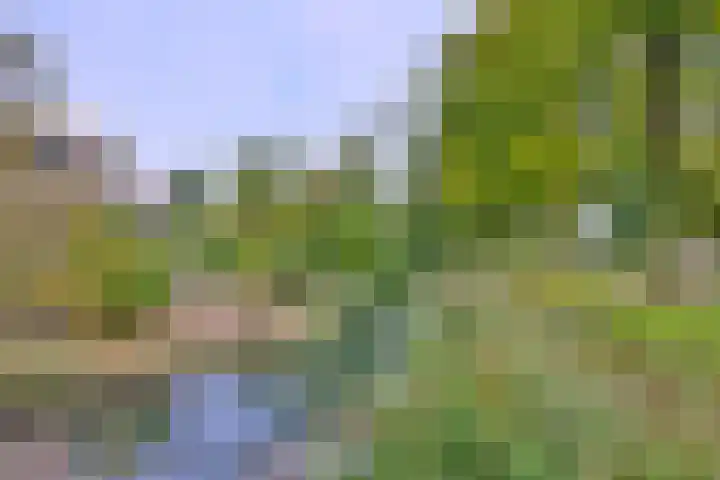 Roodborst 11 Deventer thumbnail 63