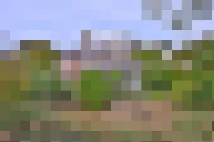 Roodborst 11 Deventer thumbnail 64