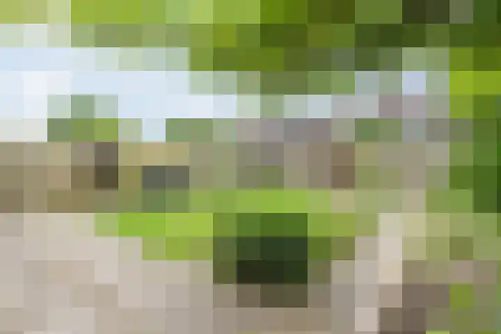Roodborst 35 Ommen thumbnail 36