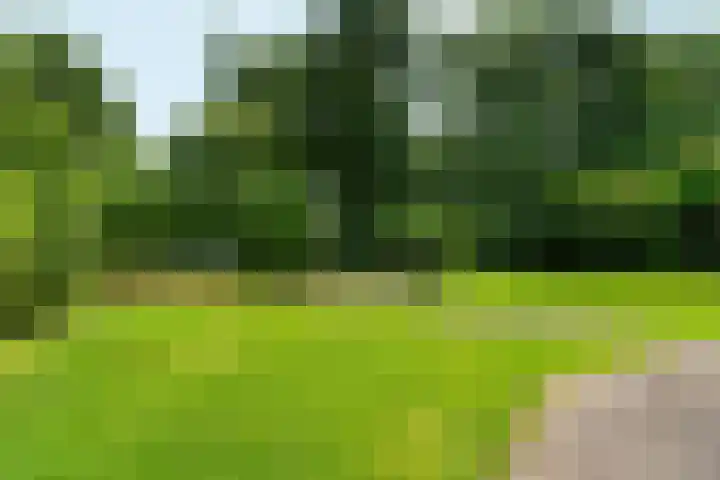 Roodwilligen 64 Zevenaar thumbnail 53