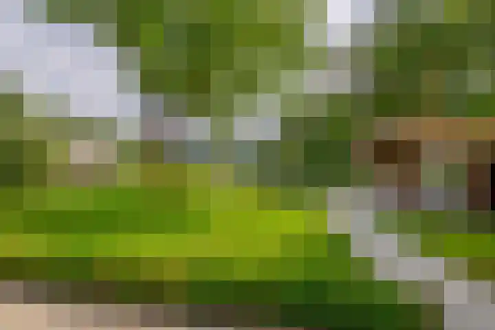 Rooije-Aschweg 16 Gemert thumbnail 35