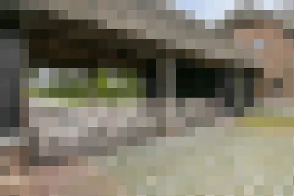Rootakkers 59 Helmond thumbnail 81