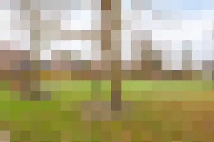 Rosakker 3 Bergeijk thumbnail 27