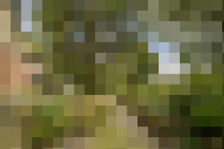 Rosendael 12 Landsmeer thumbnail 12