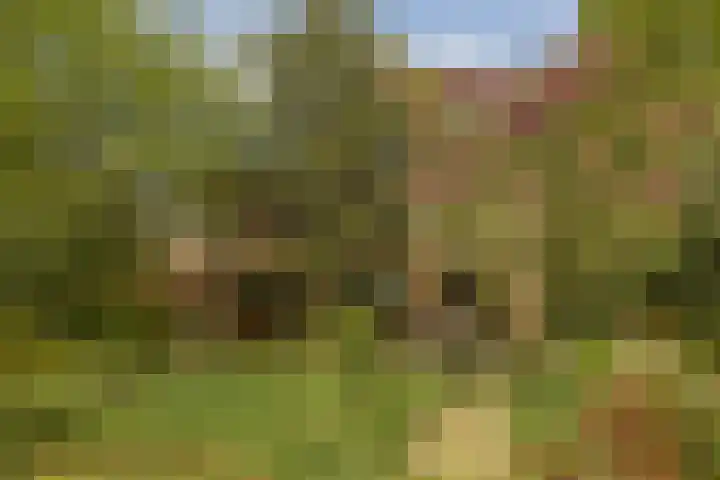 Rosendael 12 Landsmeer thumbnail 15