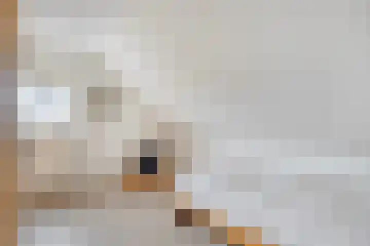 Rosmolen 41 de Lutte thumbnail 22