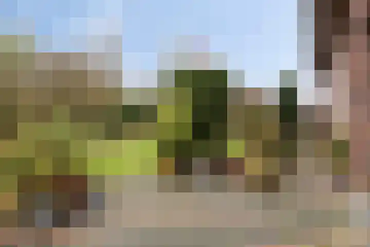 Rosmolen 41 de Lutte thumbnail 31
