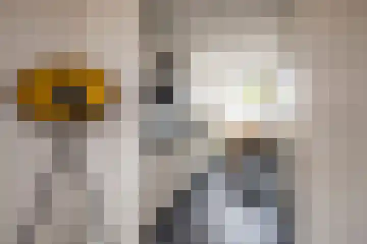 Rotsvlinder 30 Nijkerk thumbnail 7