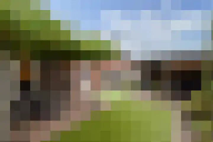 Rozemarijn 10 Vroomshoop thumbnail 25