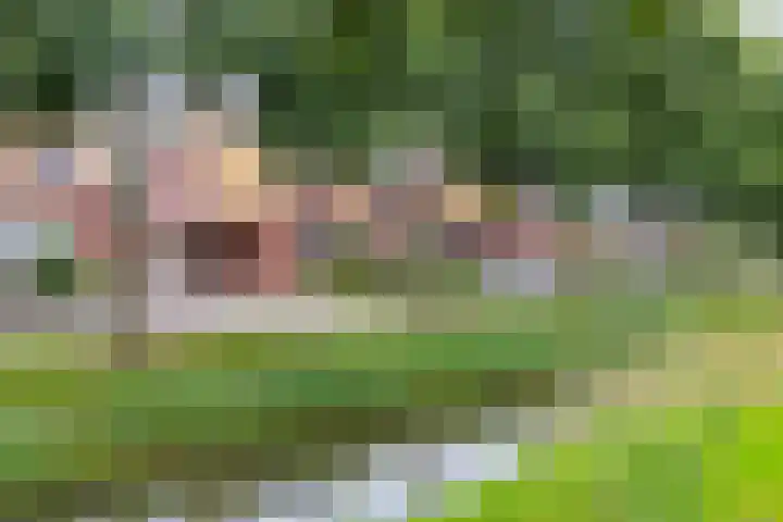 Rozemarijn 10 Vroomshoop thumbnail 32