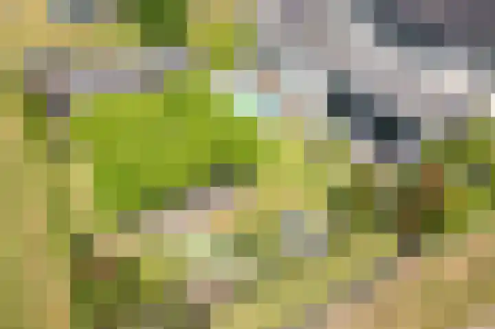 Rozemarijn 36 Gendringen thumbnail 58