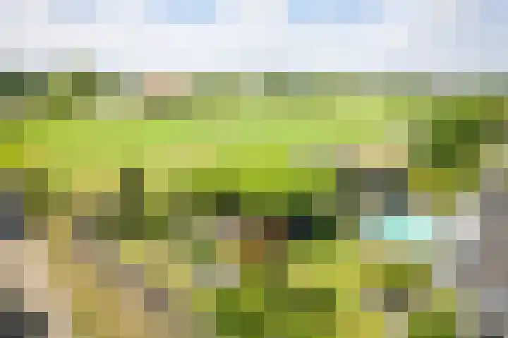 Rozemarijn 36 Gendringen thumbnail 68