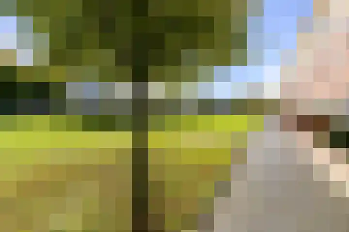 Rozemarijntuin 27 Assen thumbnail 35